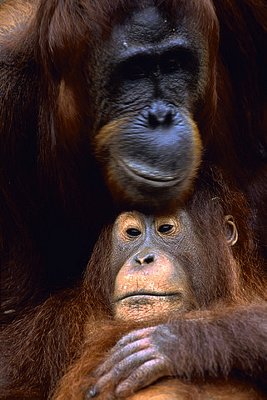 Madre orangután cuidando a su hijo
