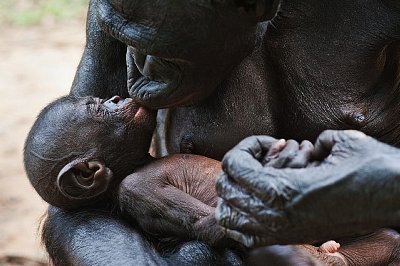 Bonobos: amor parental
