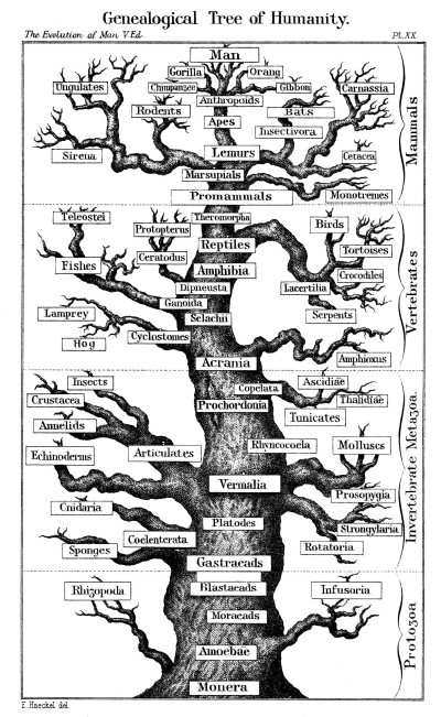 Árbol filogenético de la raza humana. Haeckel, ca. 1877