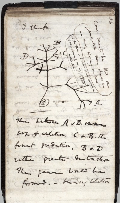 Primer boceto de un árbol de la evolución. Apuntes de Darwin, 1837.
