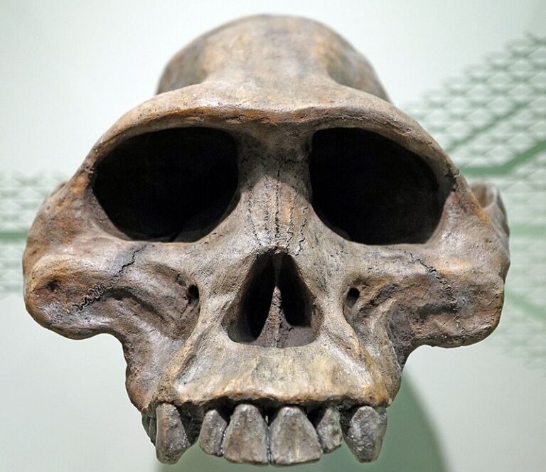 Cráneo de Australopithecus afarensis en el Naturmuseum Ausburg. Wikimedia