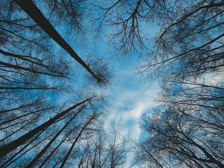Árboles tocando el cielo. Imagen de Serhii Tyaglovsky