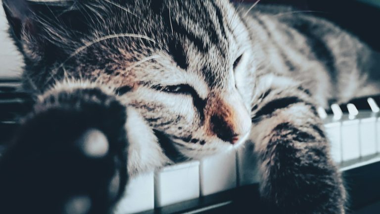 Gato sobre un teclado Imagen de Christian Pantaa